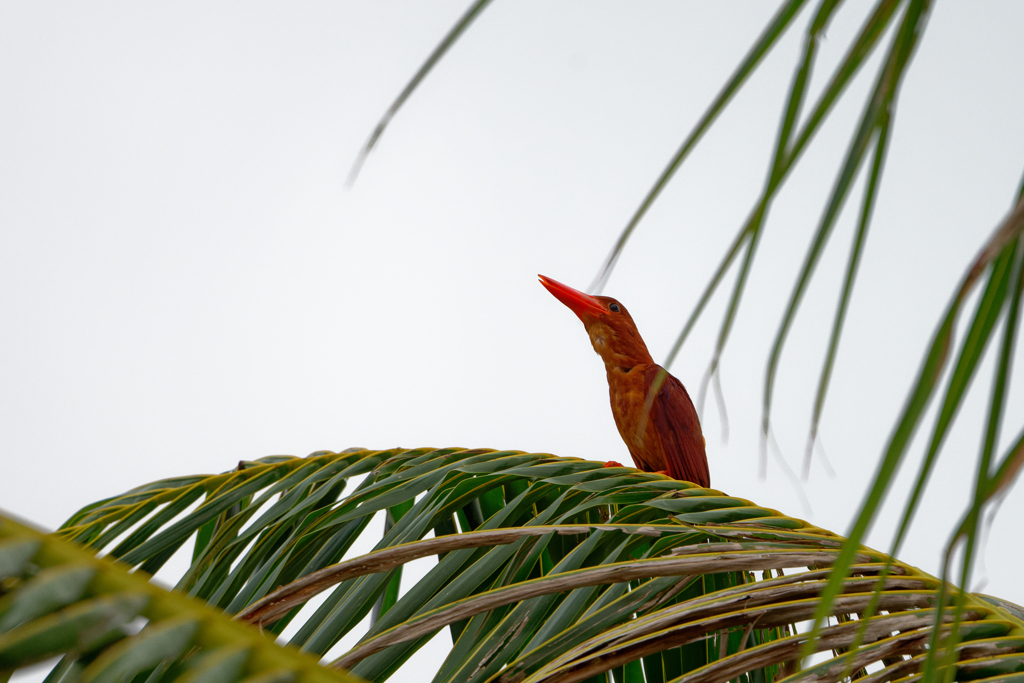 リュウキュウアカショウビン
