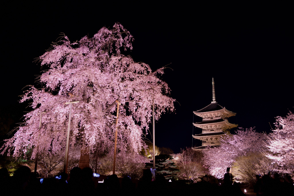 不二桜と五重塔