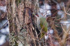 アオゲラ♀