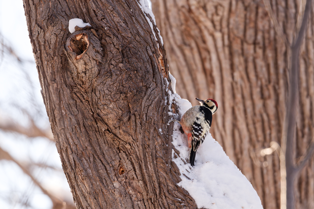 オオアカゲラ♂