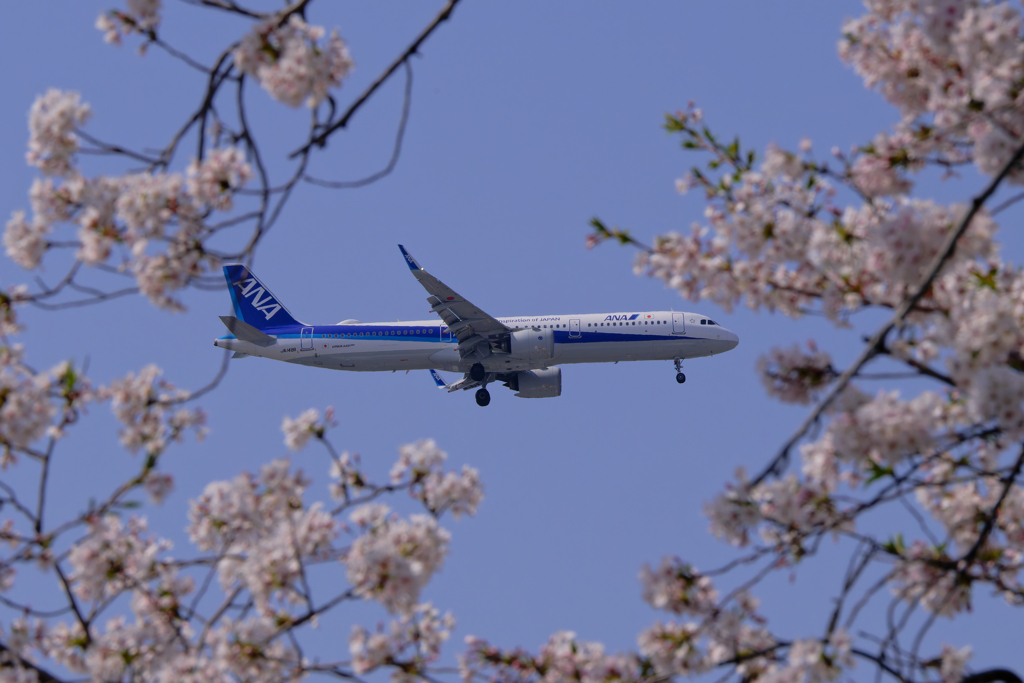 桜とANA A321