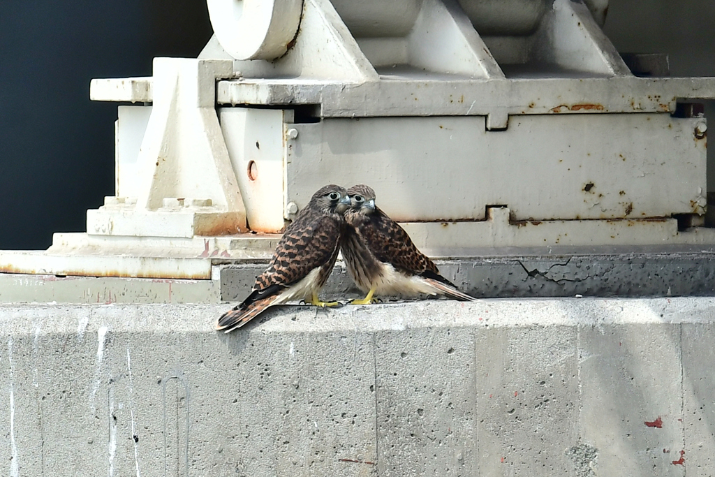 なかよし