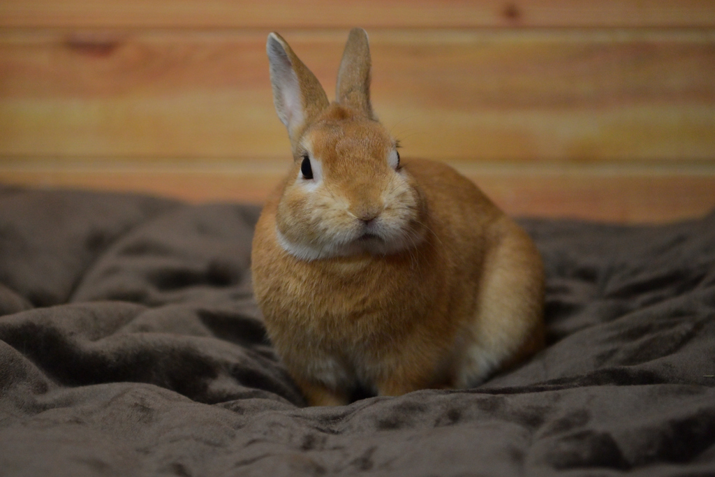 ピョン太