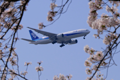 桜とANA B777