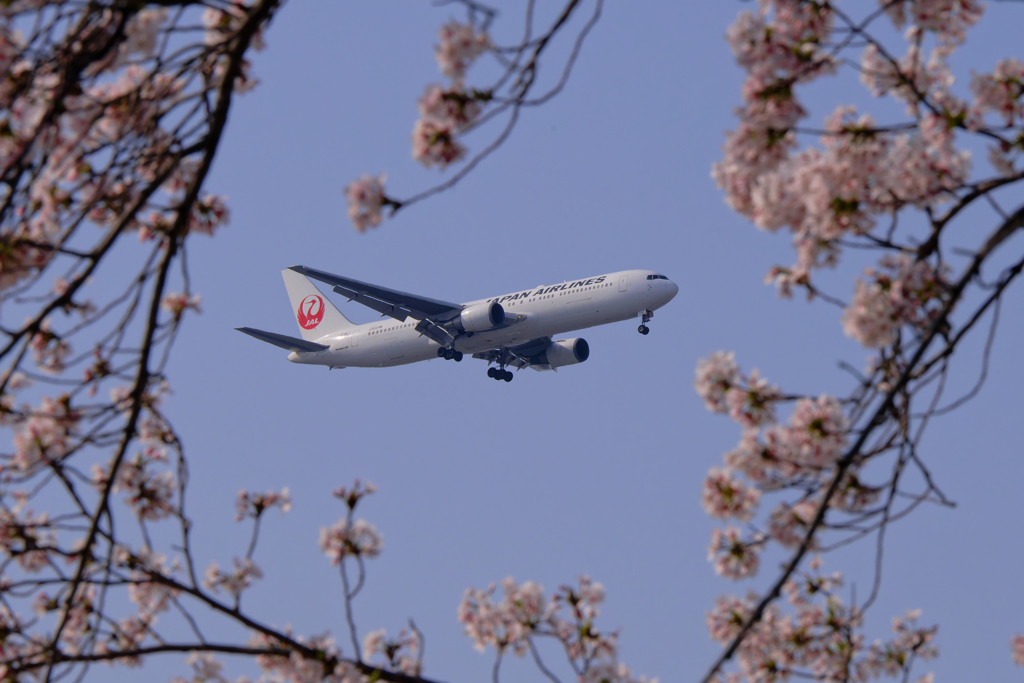 桜とJAL B767
