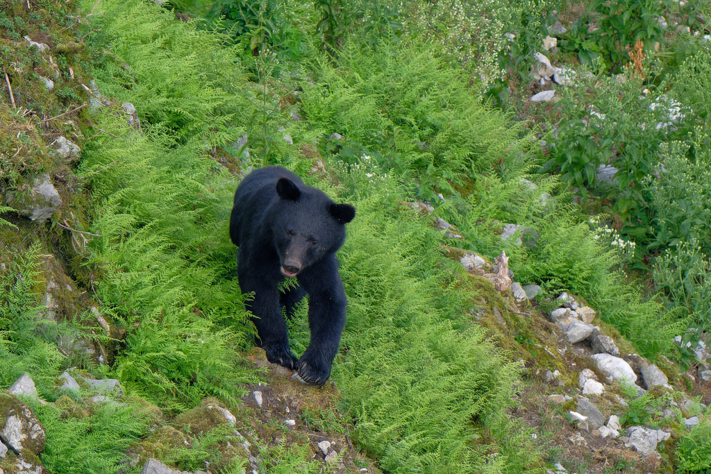 クマさん