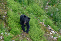 クマさん