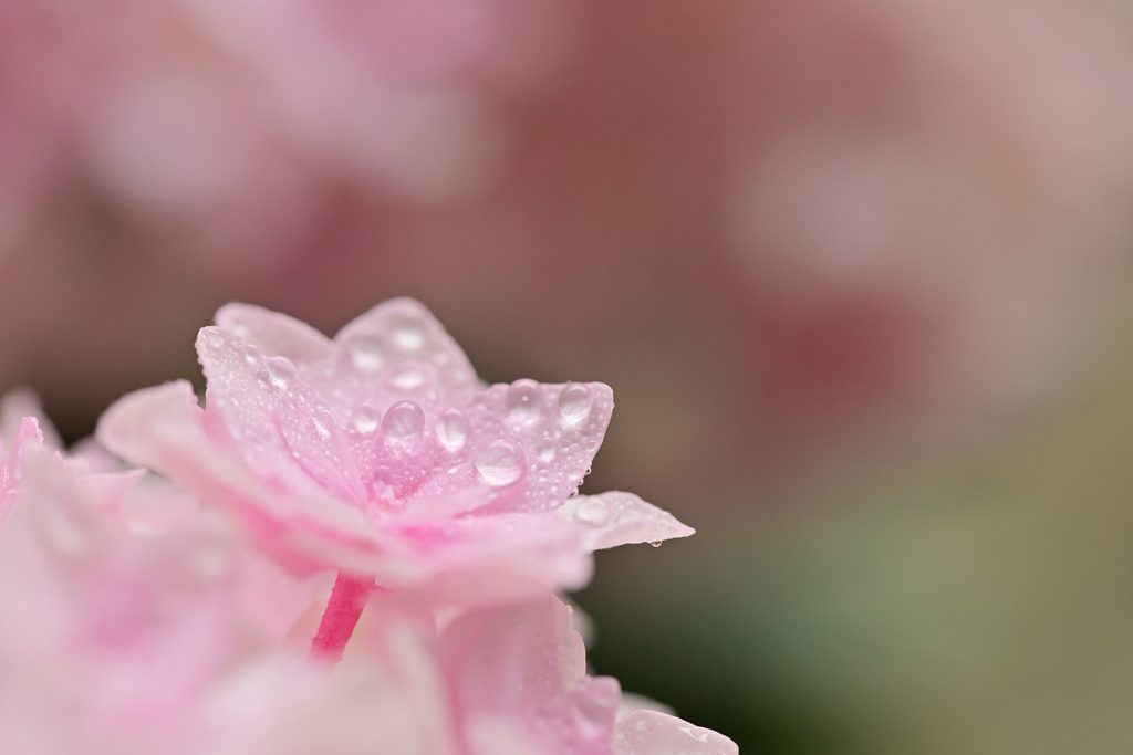 雨降り