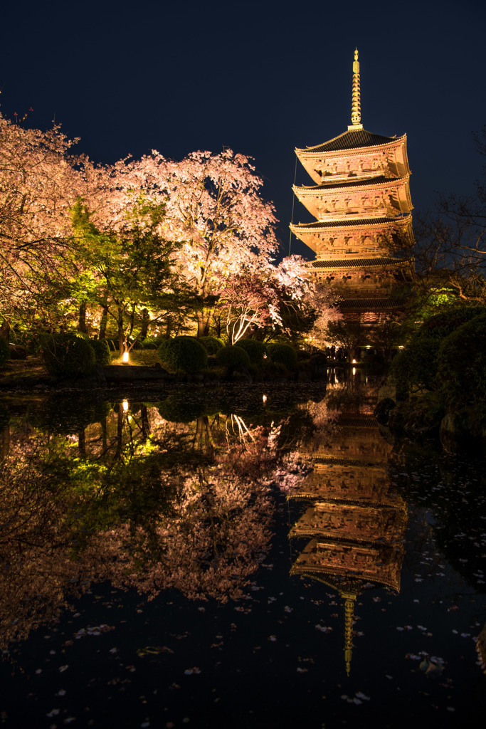 東寺 夜桜ライトアップ