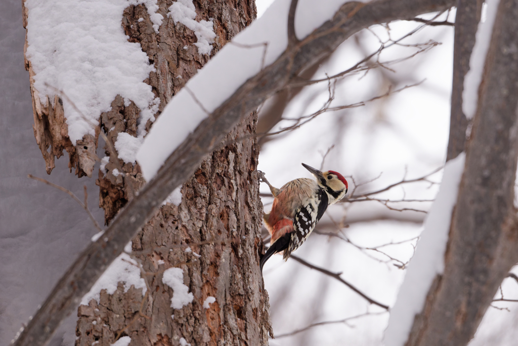 オオアカゲラ♂