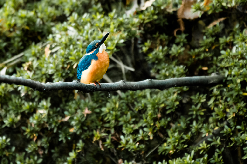 野鳥シリーズ　？？？