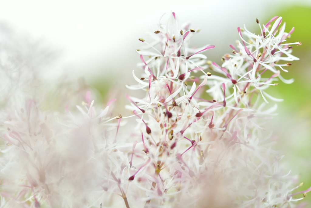 木に咲く気になる花