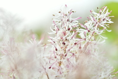 木に咲く気になる花