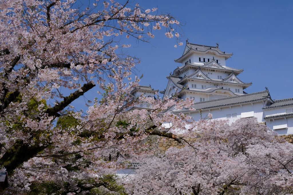 春の姫路城