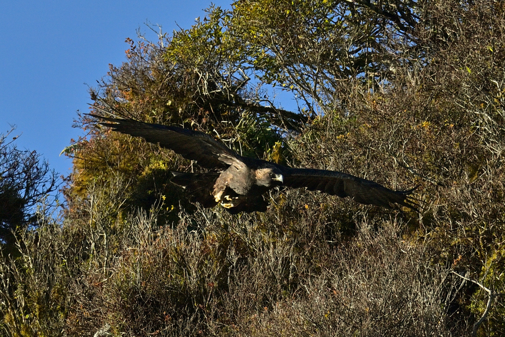 飛出し後の滑空