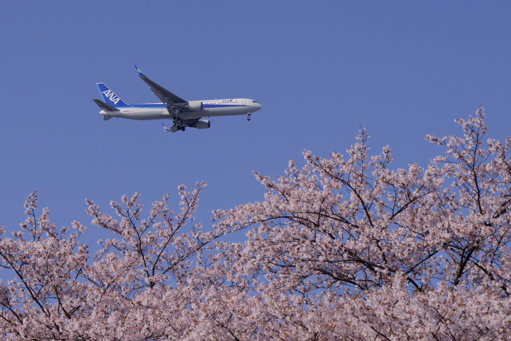ANA B767
