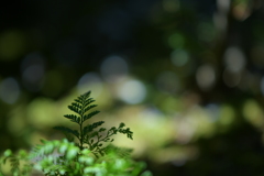 光と影