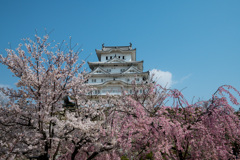 桜の座布団