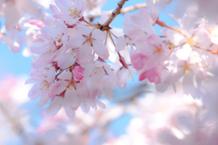 しだれ桜2