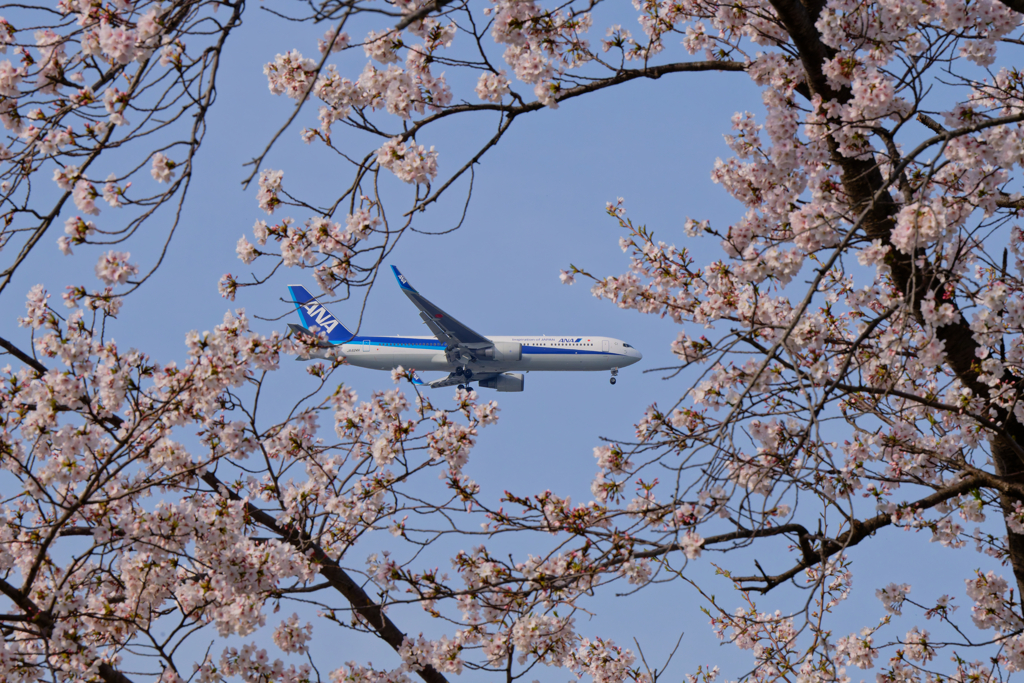 桜と飛行機