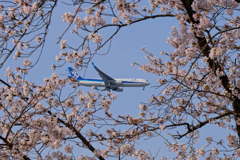 桜と飛行機