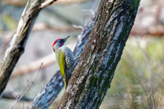 アオゲラ♂