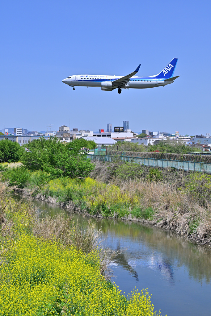 菜の花とANA B737