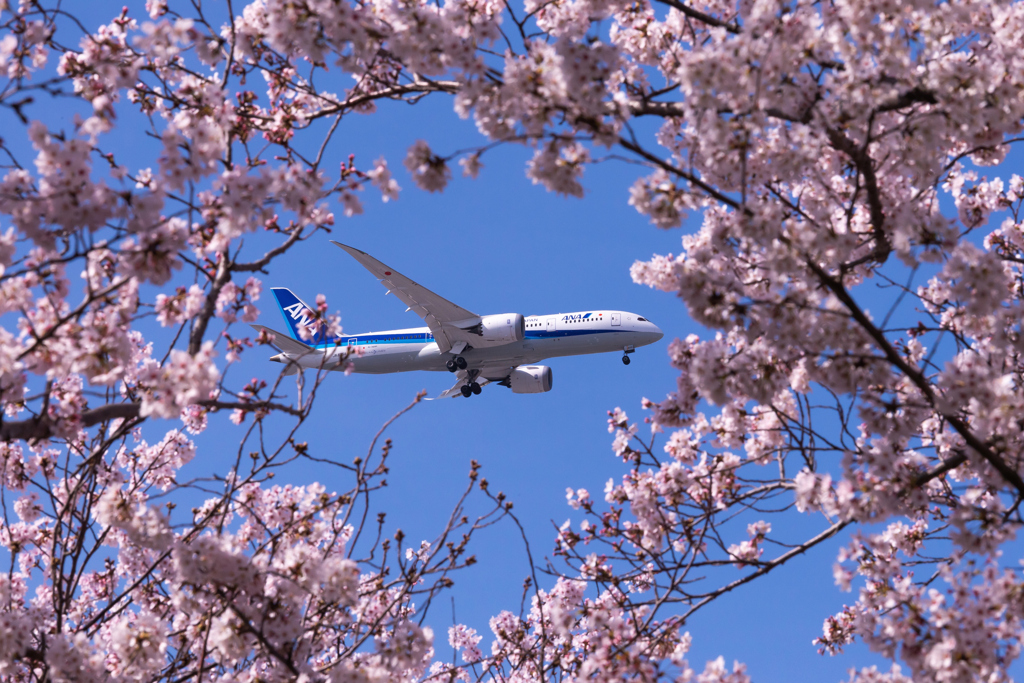 桜の額縁　2