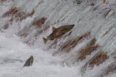 ジャンプ ジャンプ