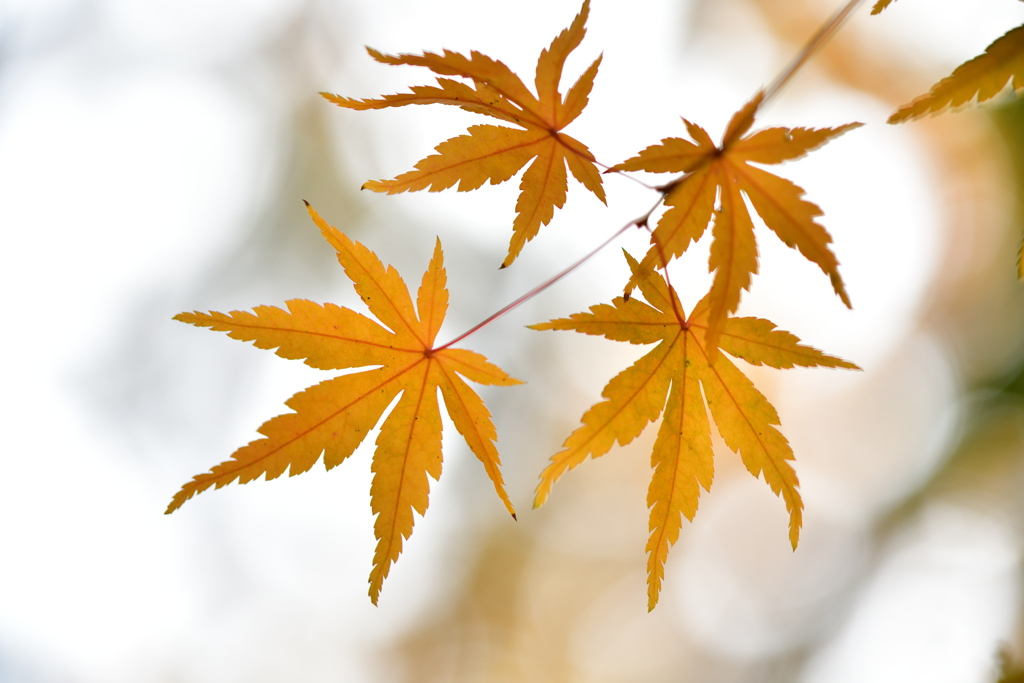 紅葉_2257