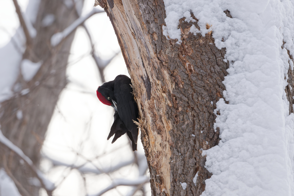 クマゲラ♂毛繕い