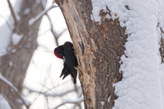 クマゲラ♂毛繕い