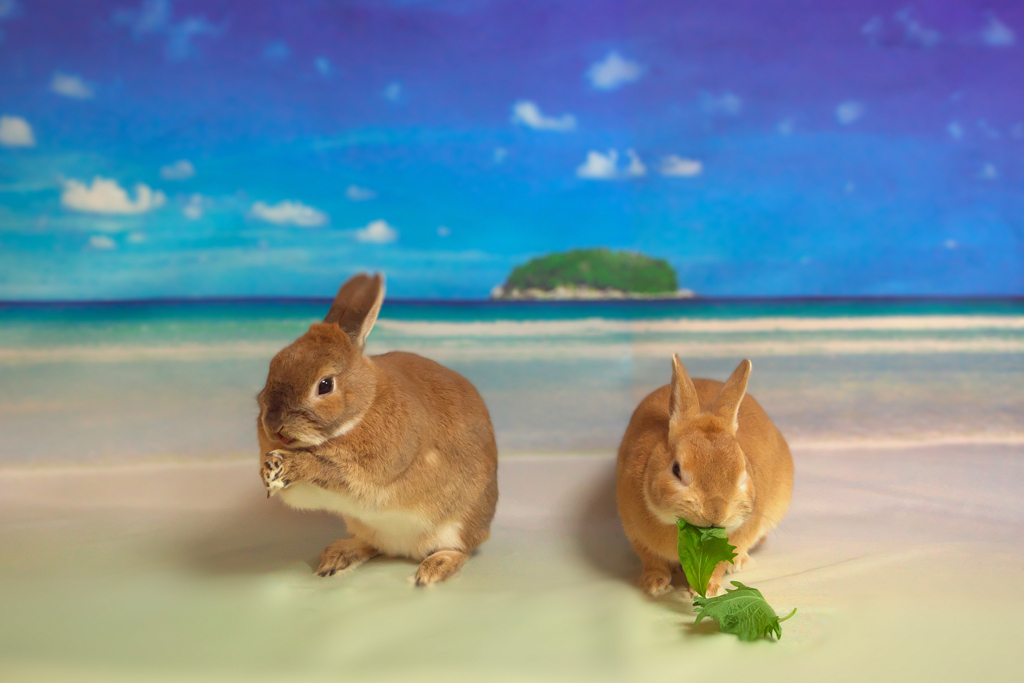食べる前に手を洗わなくっちゃ