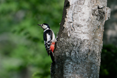 アカゲラ♀