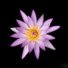 花火