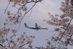 桜と飛行機-5