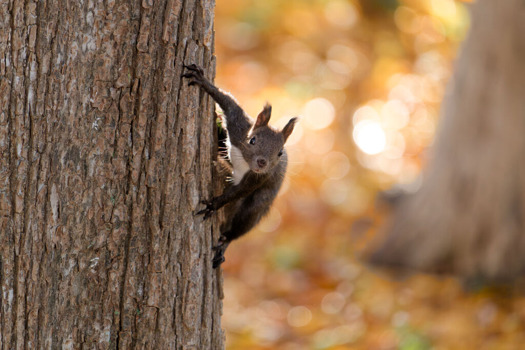 秋色の中のエゾリス