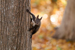 秋色の中のエゾリス