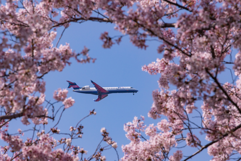 桜の中にCRJ-700