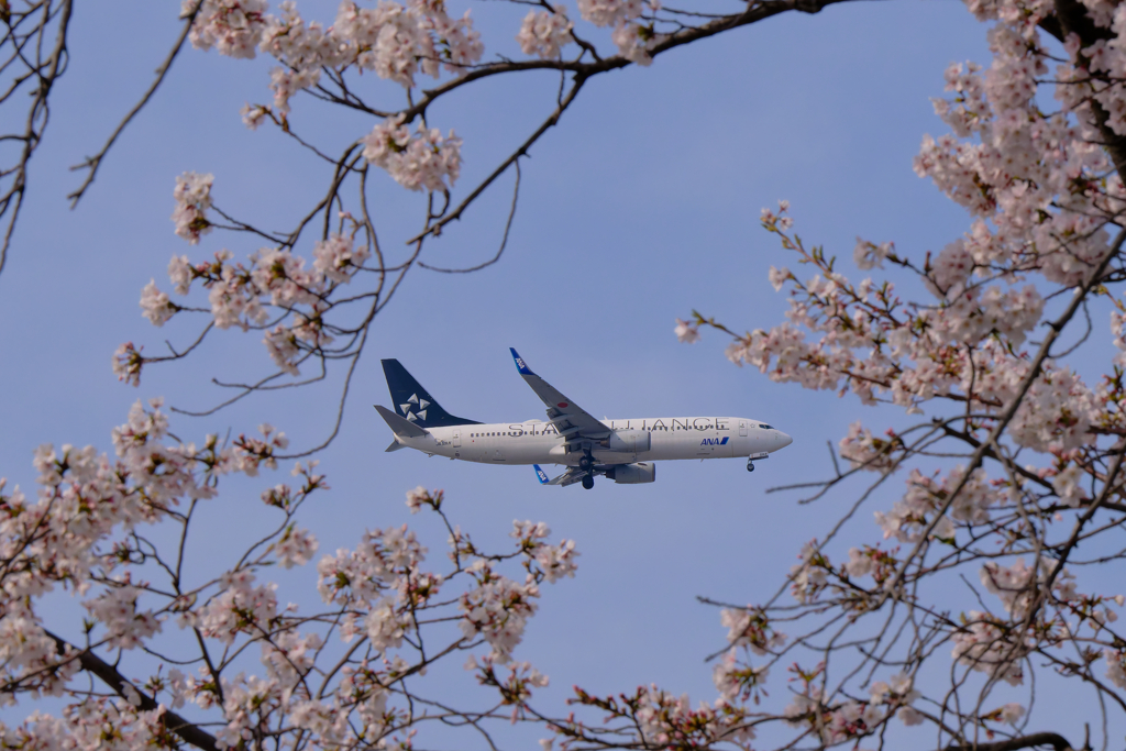 桜と飛行機-2