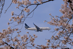 桜と飛行機-2