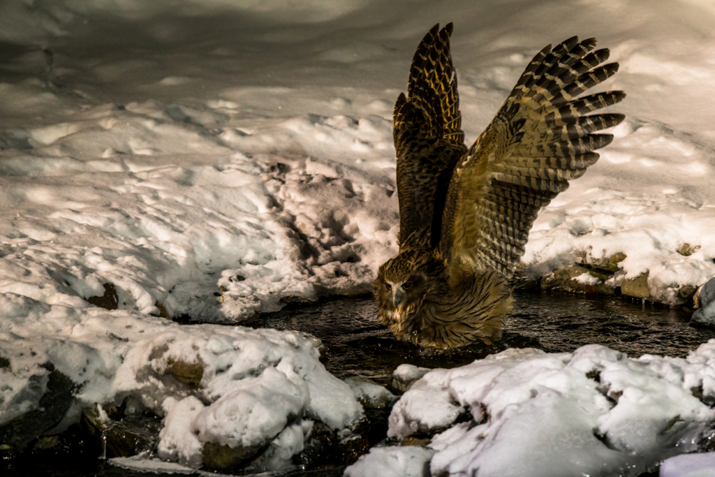 シマフクロウ-3