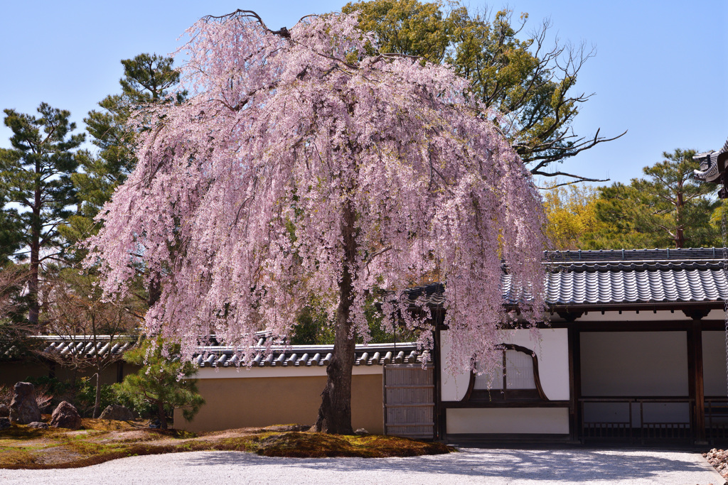 高台寺の枝垂桜