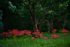 彼岸花-1