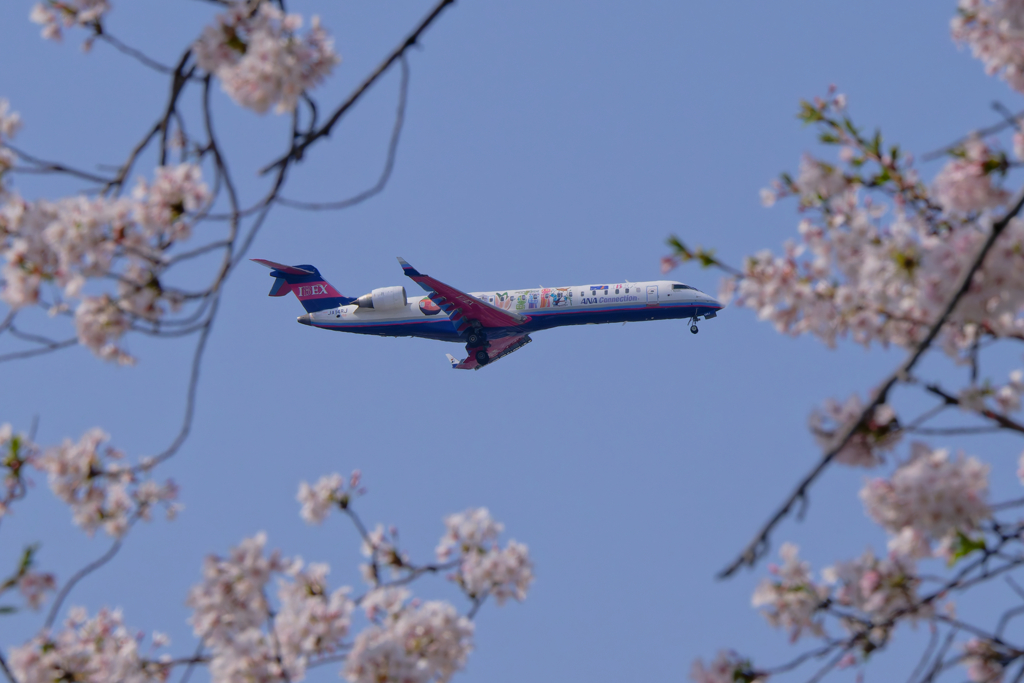 桜とIBEX CRJ700