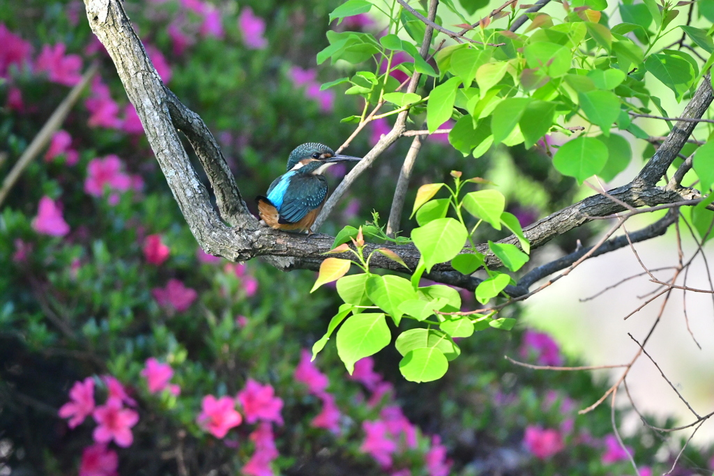 カワセミ幼鳥かな？
