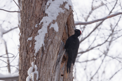 クマゲラ♀