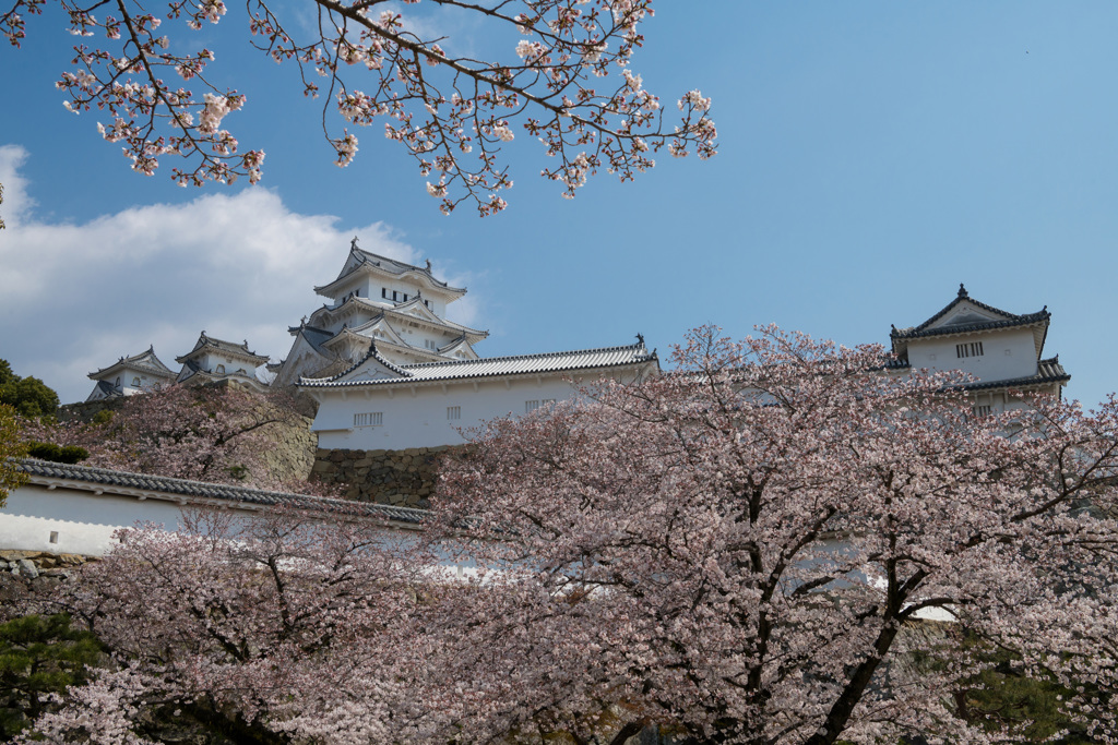 桜と白鷺城