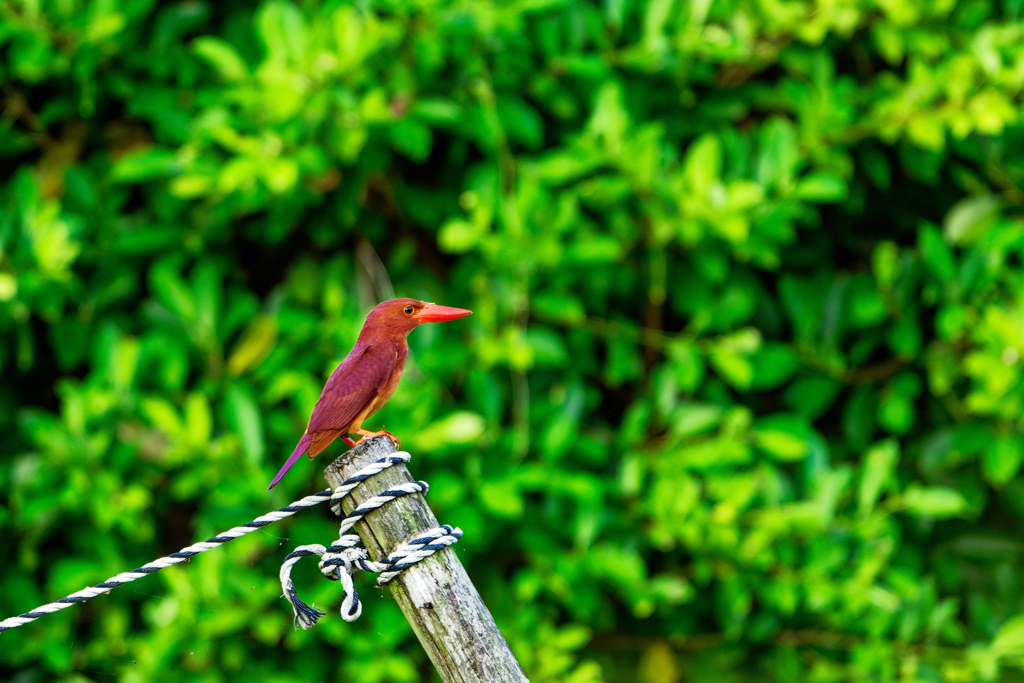 そんな所に止まるなよ