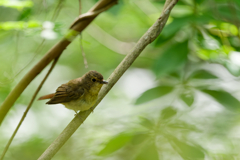 キビタキ♀